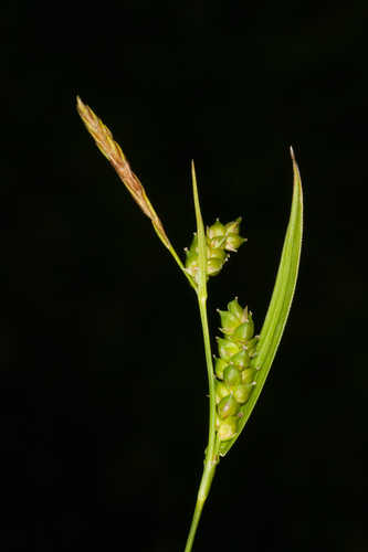 Carex gholsonii #31